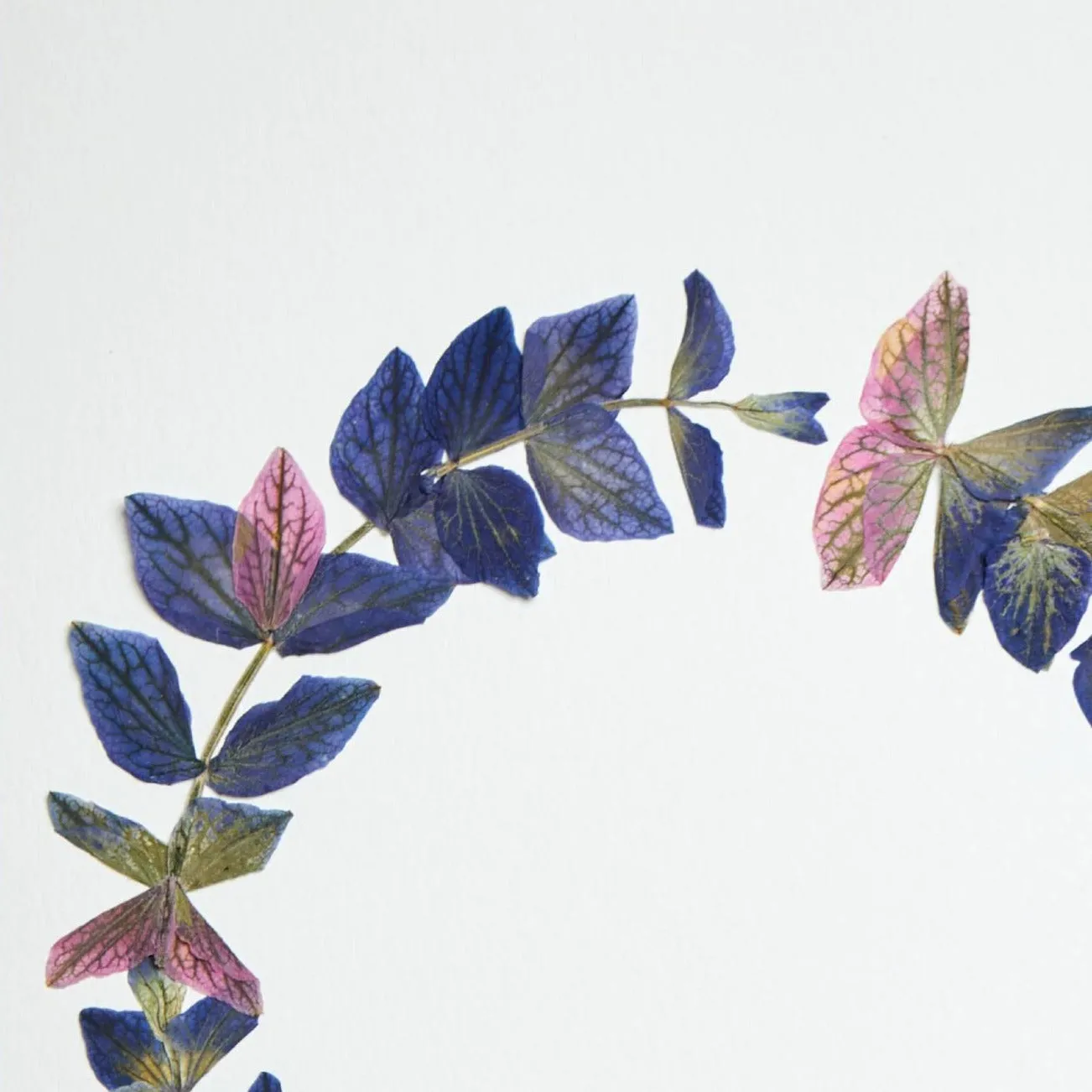 Horti Alò herbier encadré 21x30 sauge