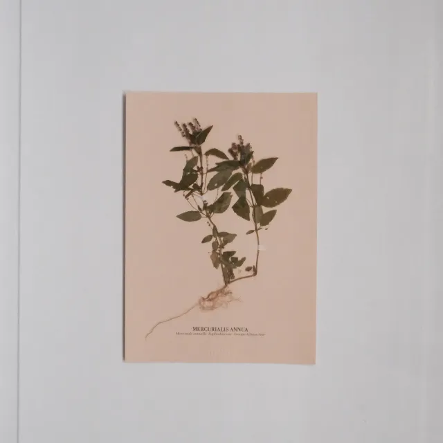 Horti Planche botanique N°06 herbier 21x30 cm archive
