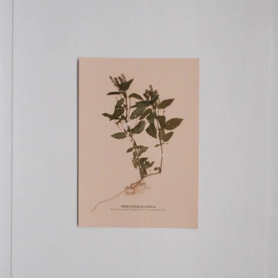 Horti Planche botanique N°06 herbier 21x30 cm archive
