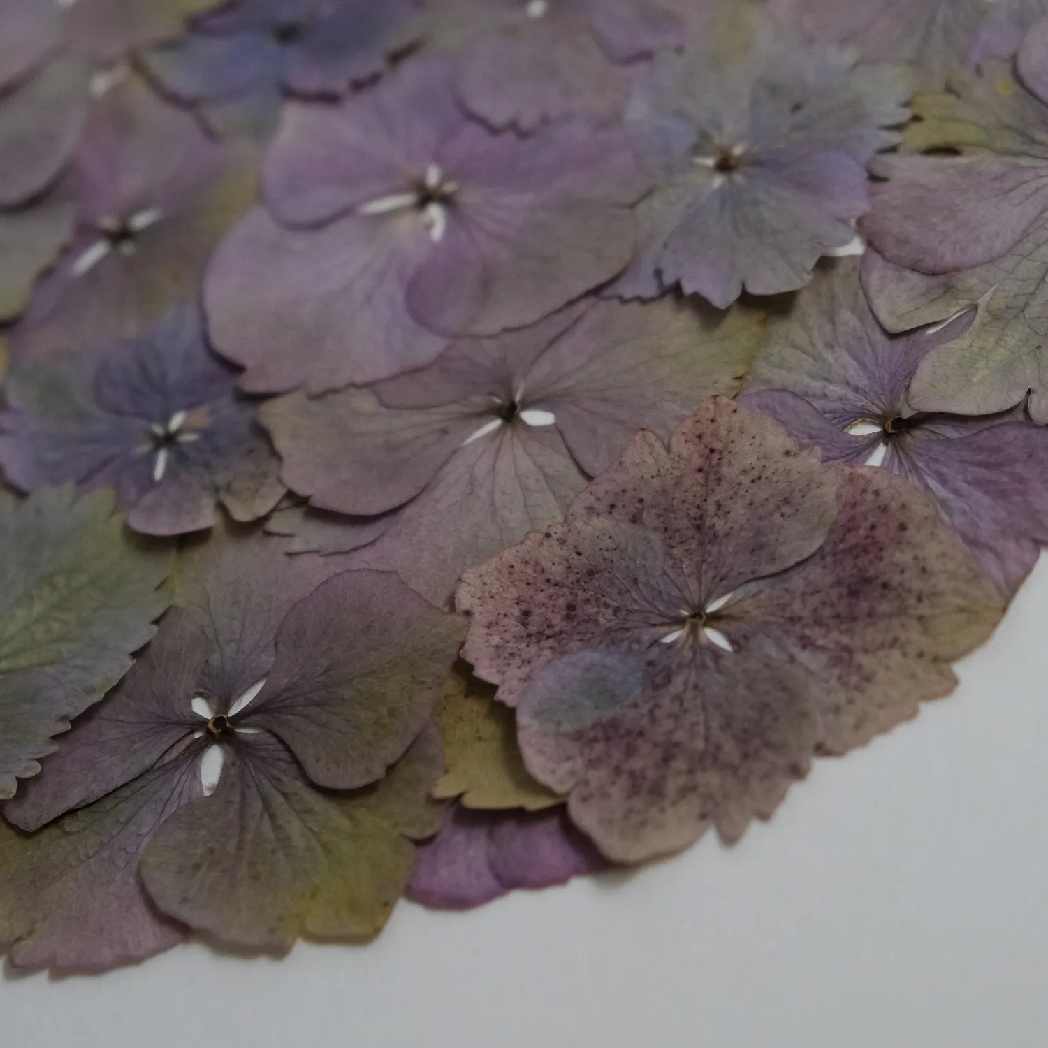 Horti BERT herbier 30x40 cm hortensia encadré