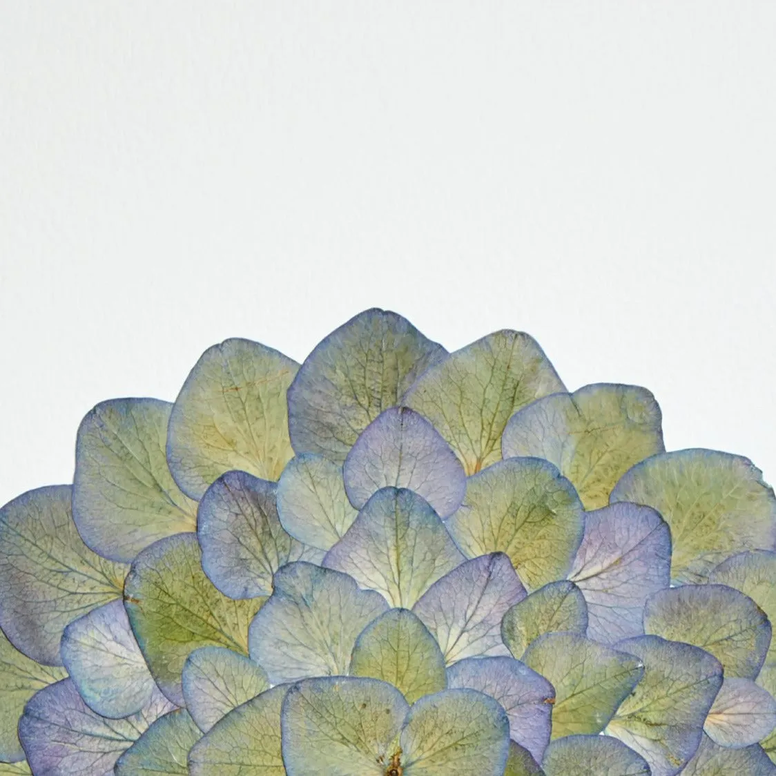 Horti DÉMO herbier 21x30 cm hortensia