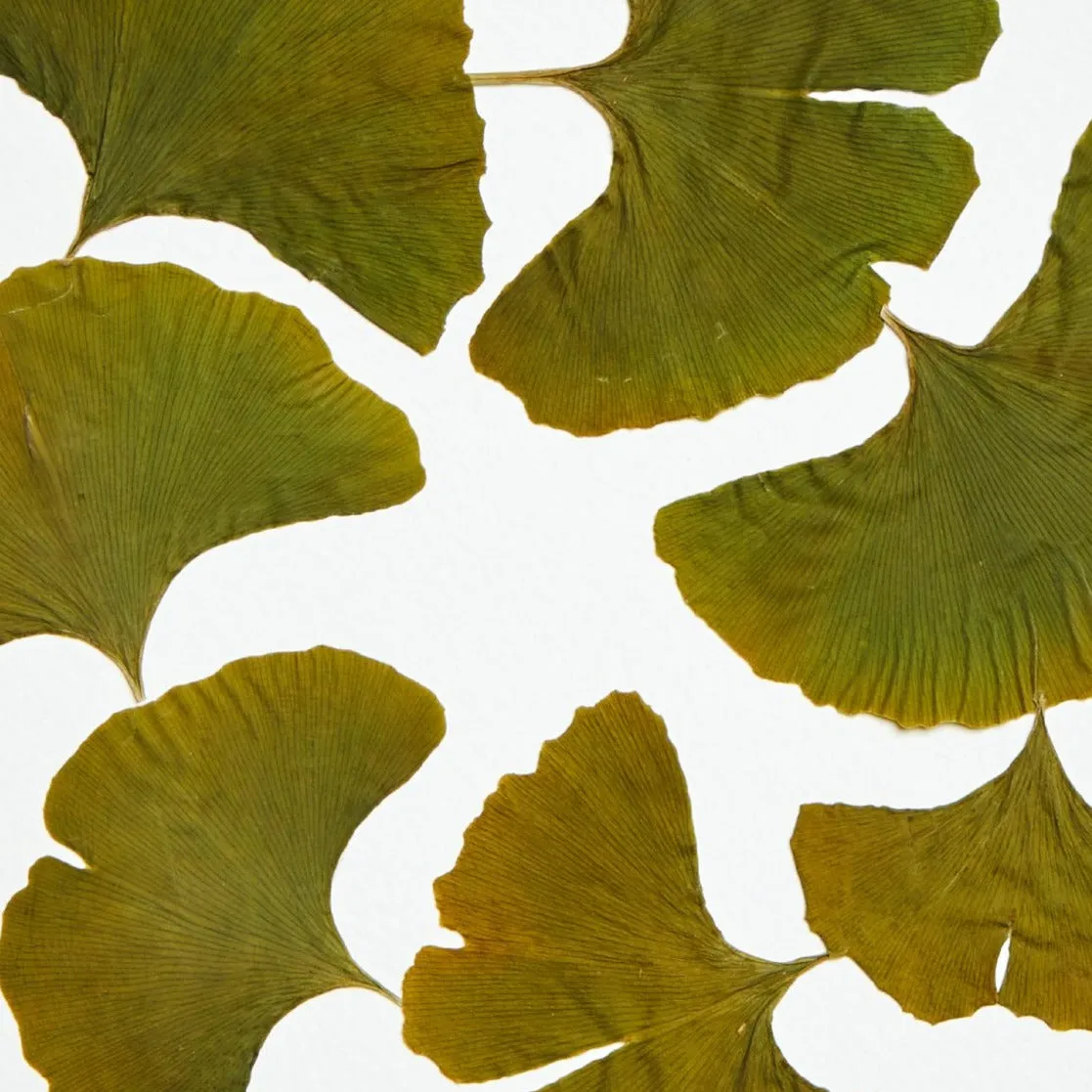 Horti HANA herbier 21x30 cm ginkgo