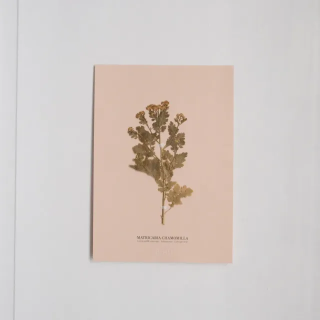 Horti Planche botanique N°09 herbier 21x30 cm archive