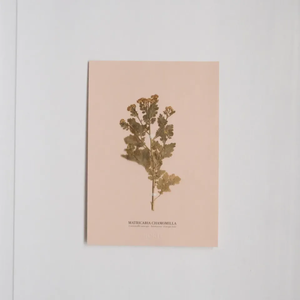 Horti Planche botanique N°09 herbier 21x30 cm archive