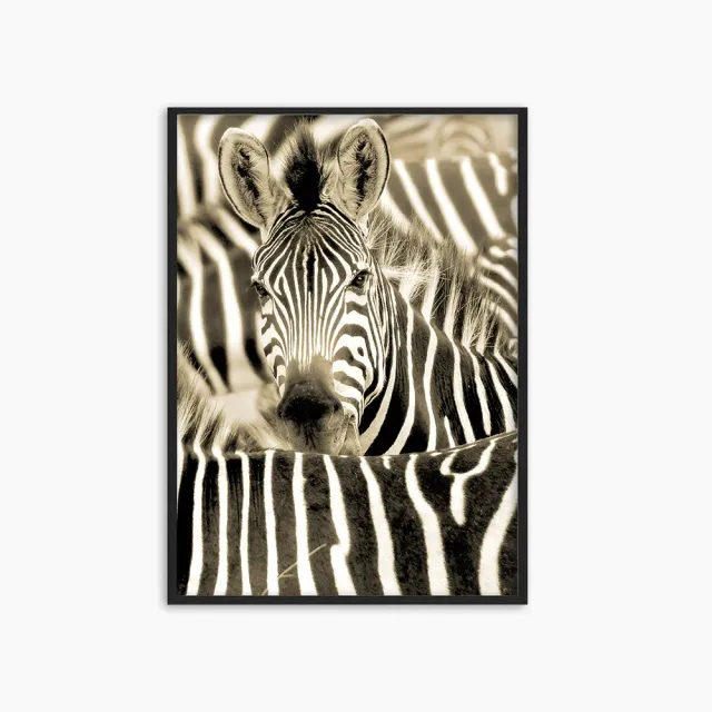 Any Image Zebras in Sepia photo encadrée 100x140 zèbre