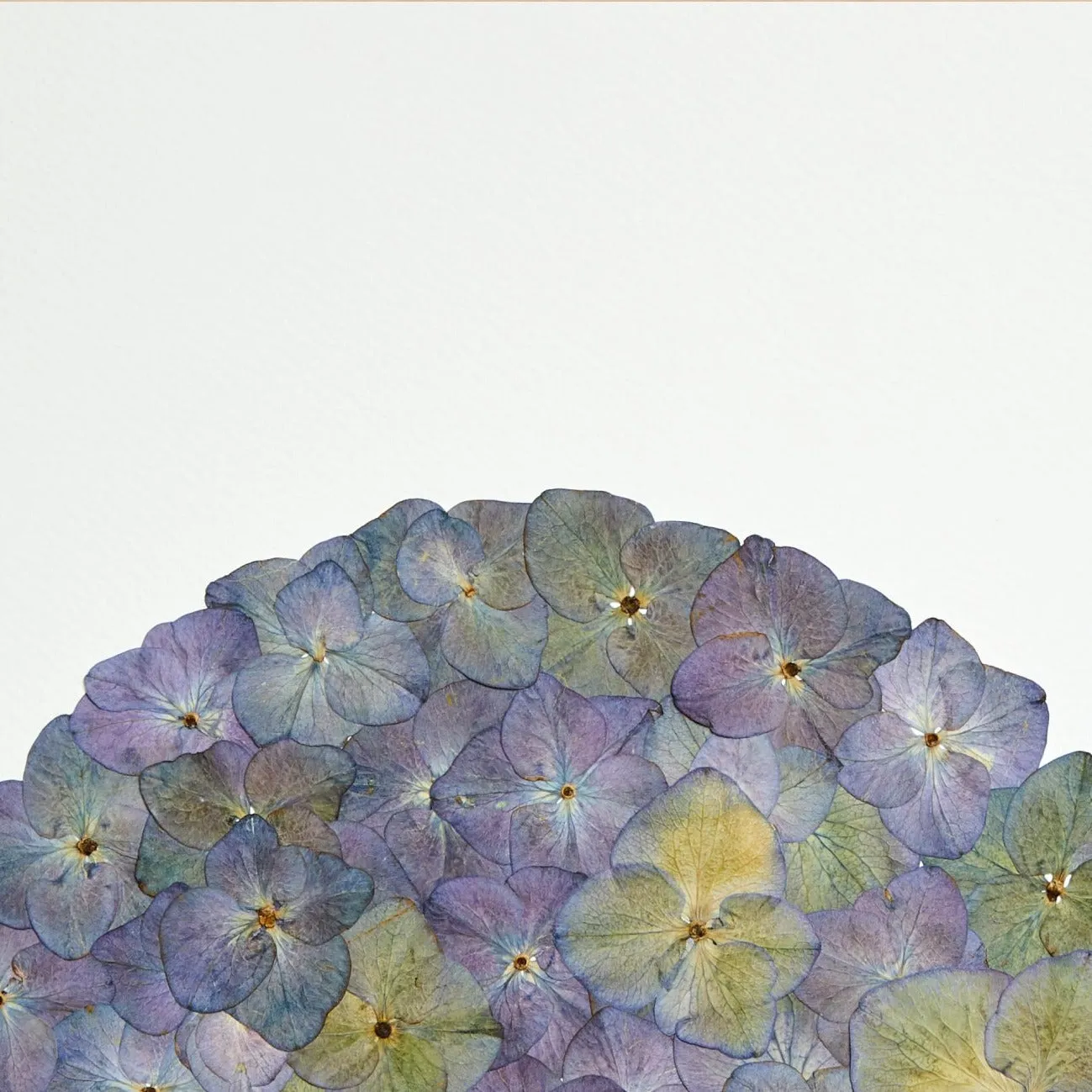 Horti Eole herbier encadré 30x40cm hortensia