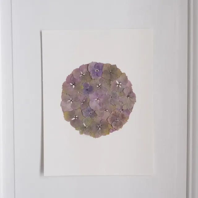 Horti BERT herbier 30x40 cm hortensia encadré