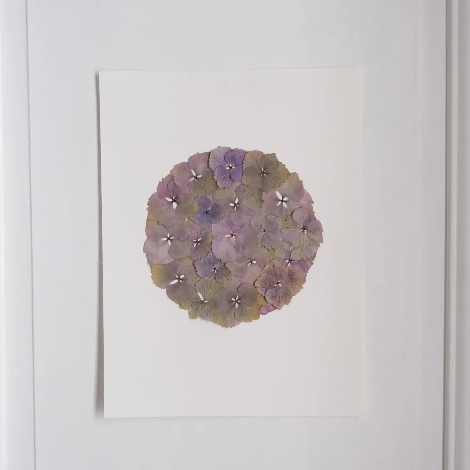 Horti BERT herbier 30x40 cm hortensia encadré