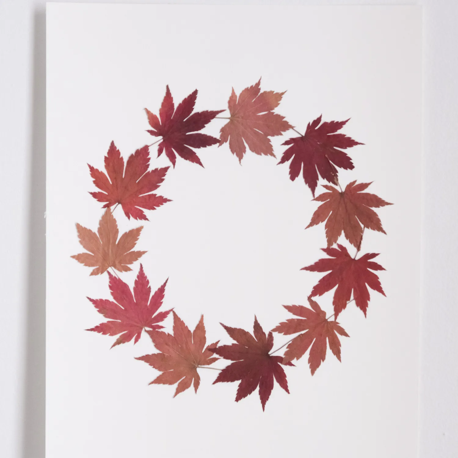 Horti Maple herbier encadré 30x40 érable