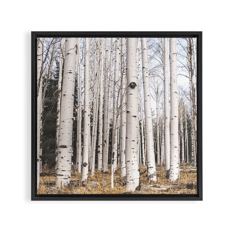 Society6 Trees of Reason Birch Forest toile encadrée forêt