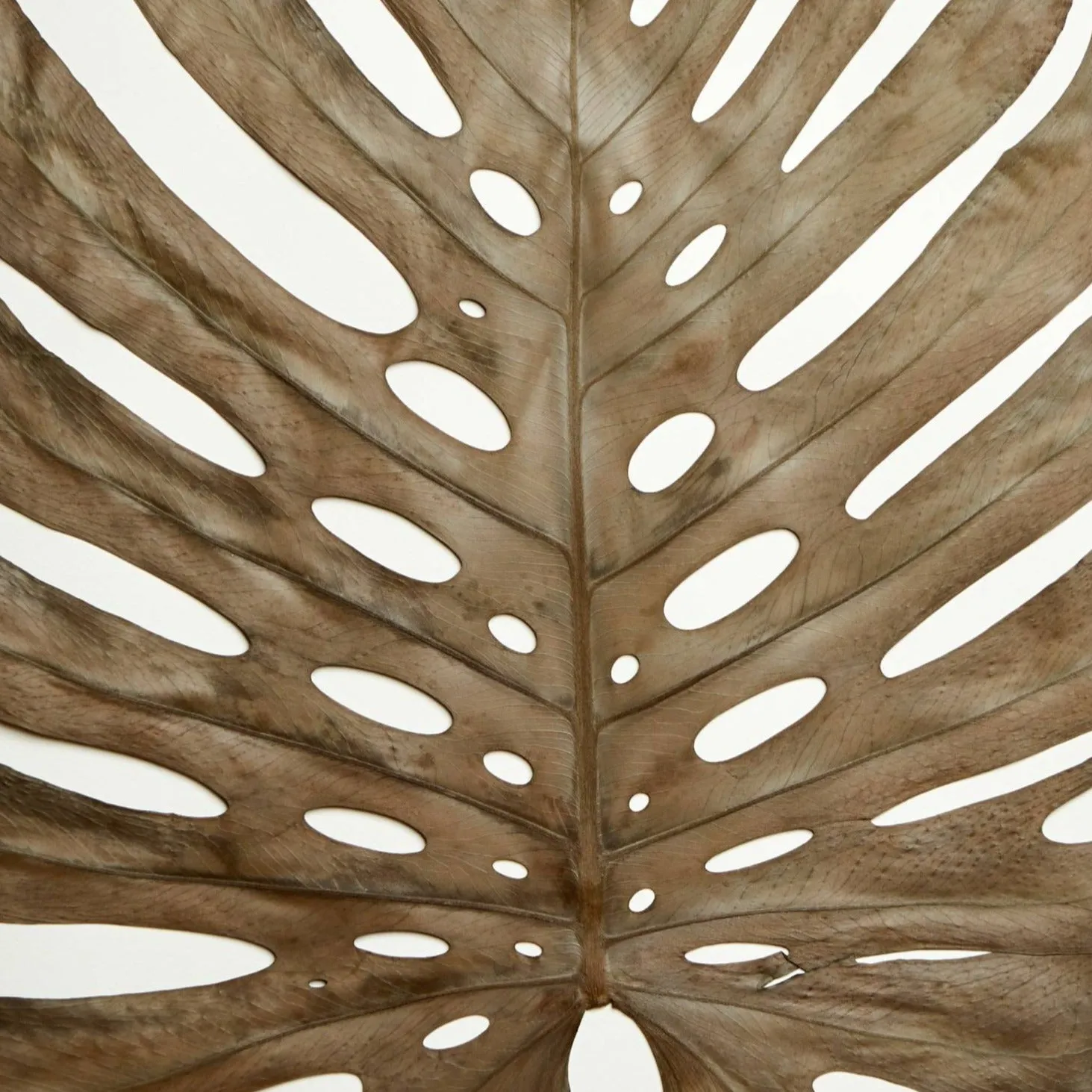 Horti LE GRAND MONSTERA herbier feuille de monstera