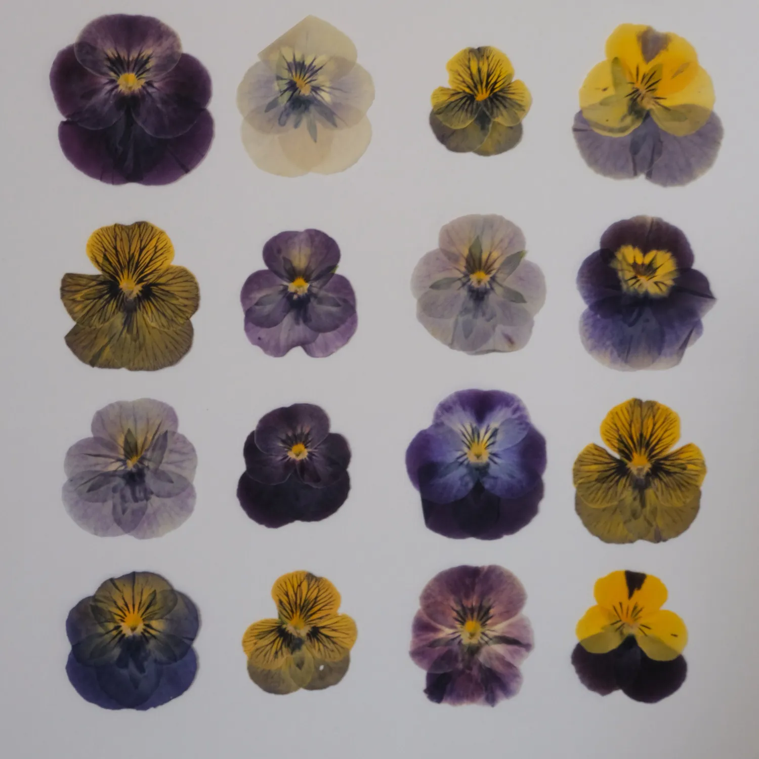 Horti Piper herbier encadré 30x40 pensées