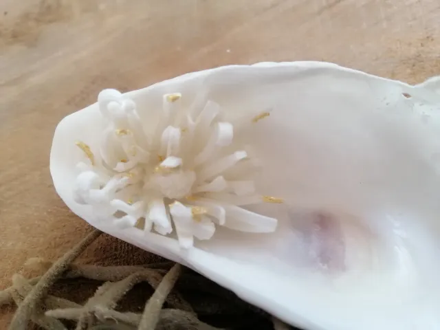 Sandrine Ramona Trésor de la Mer Pics et Pépite coupelle porcelaine 9 cm