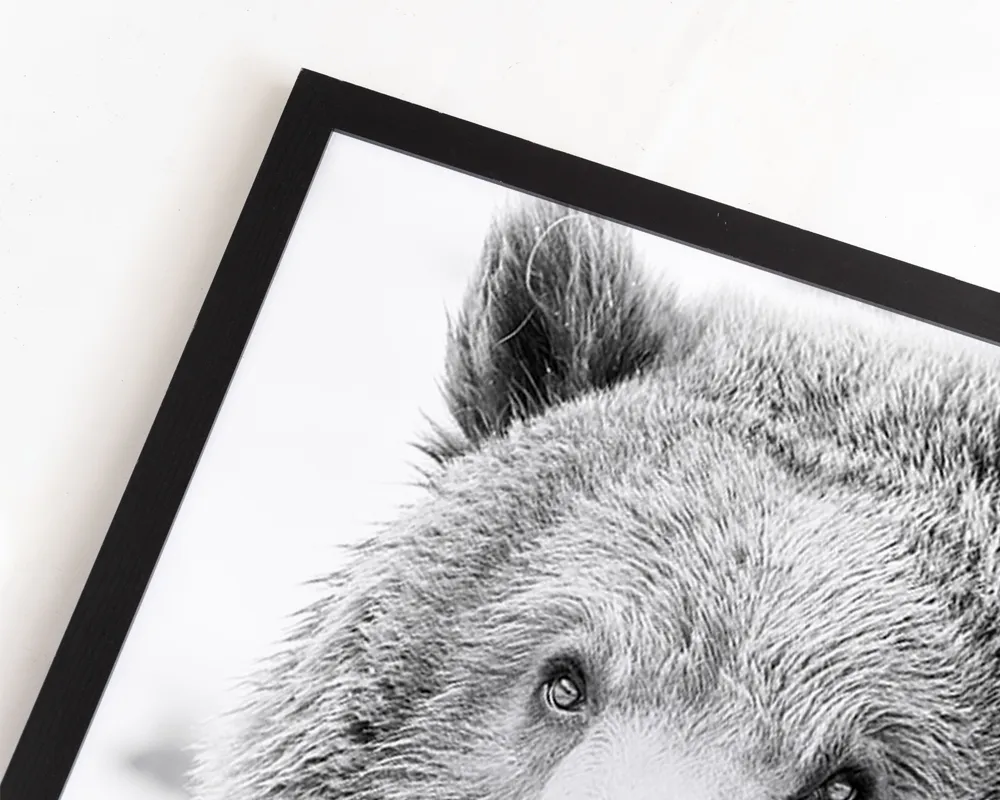 Any Image Grizzly Bear photo encadrée 100X140 noir