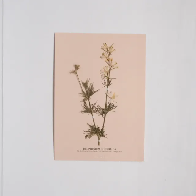 Horti Planche botanique N°08 herbier 21x30