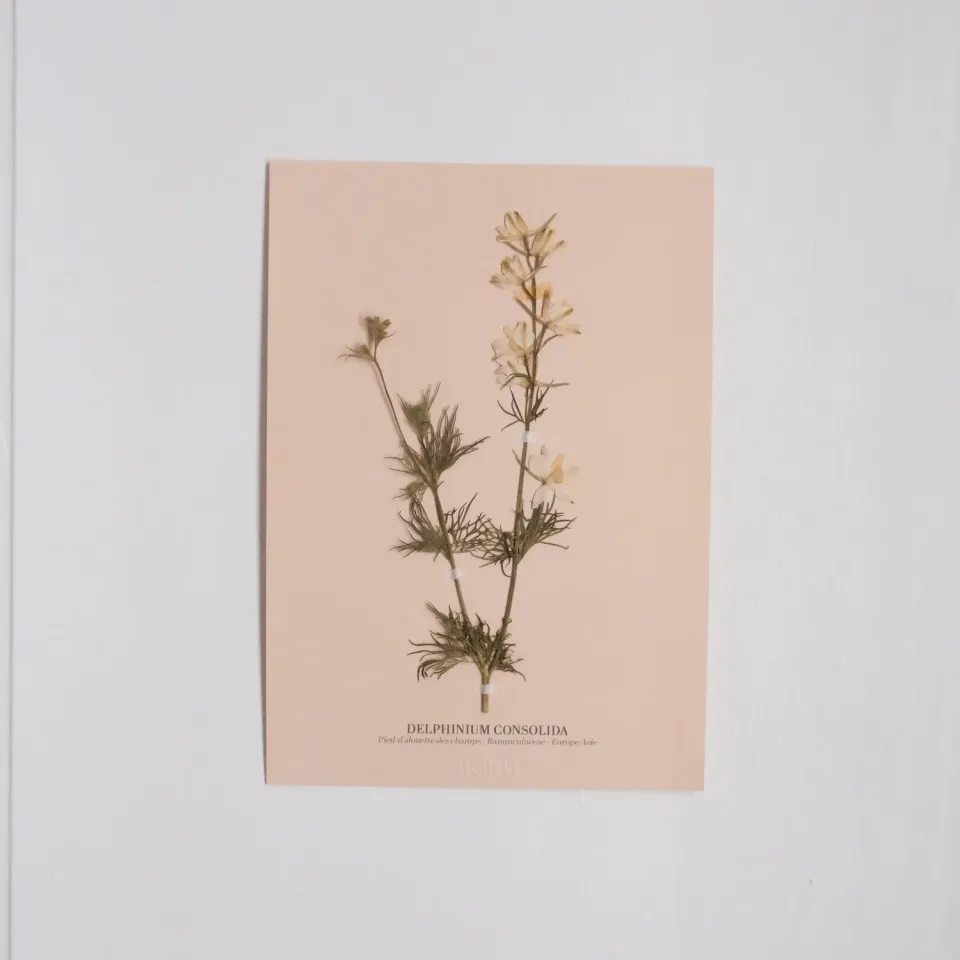 Horti Planche botanique N°08 herbier 21x30