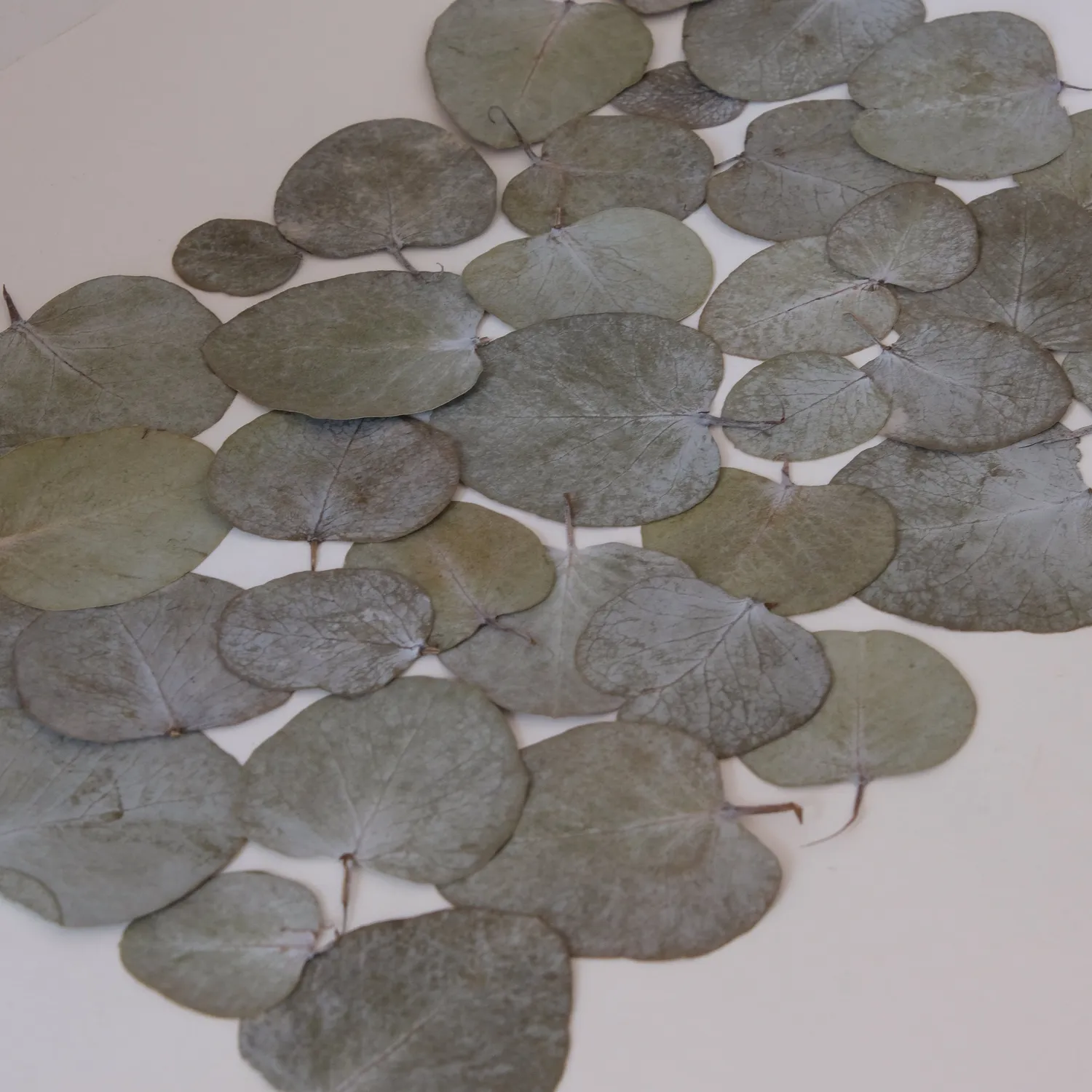 Horti Tuk herbier encadré 30x40 eucalyptus