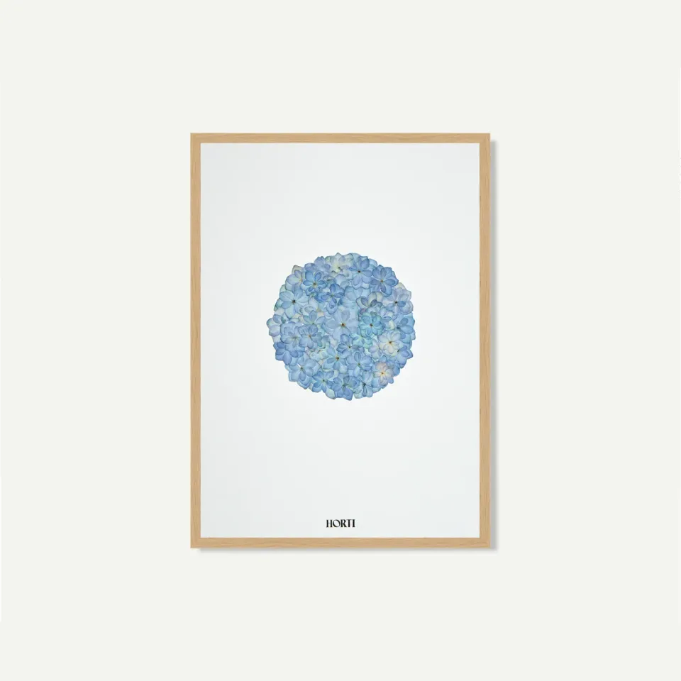 Horti Nano herbier encadré 21x30cm hortensia