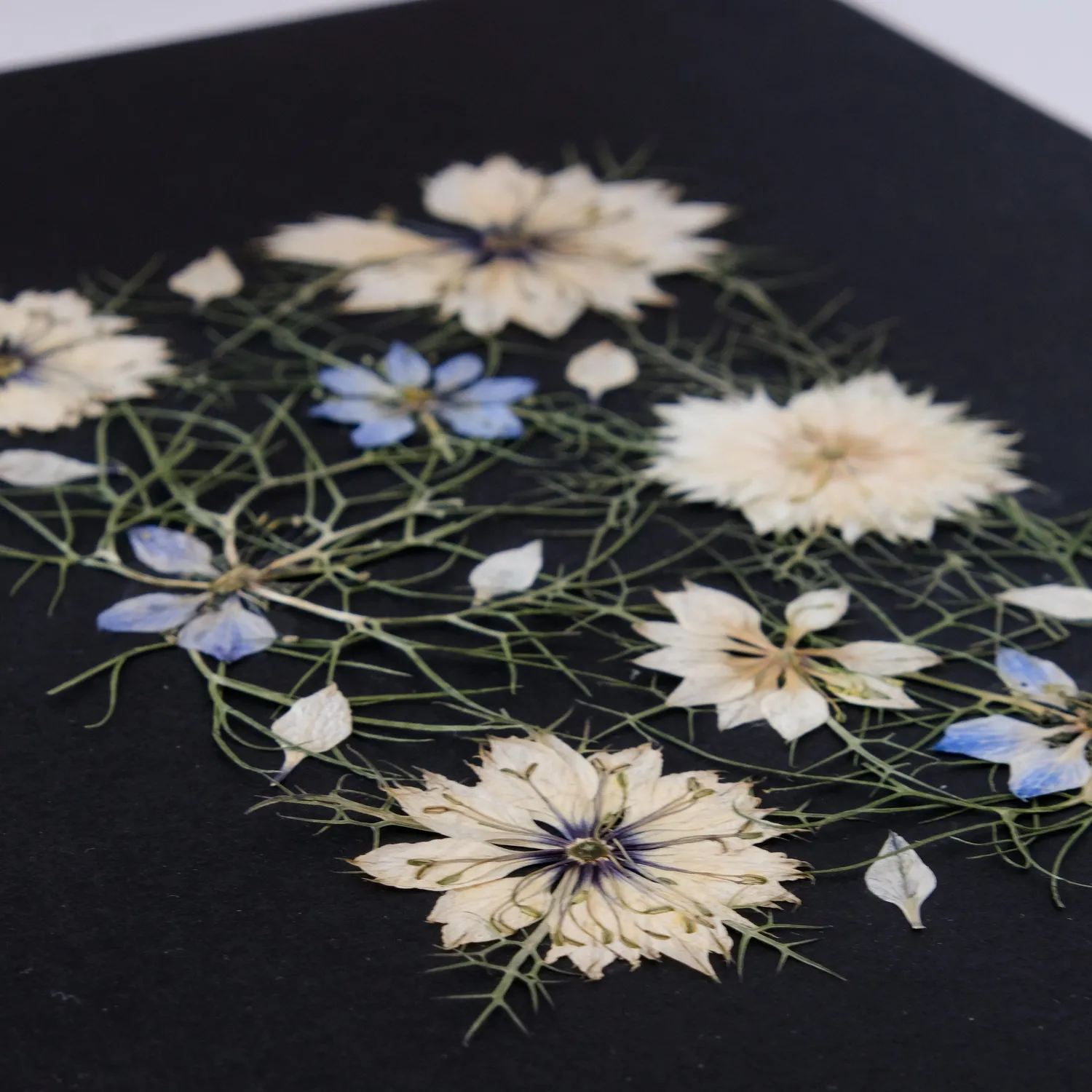 Horti KAL herbier 21x30 cm nigelle