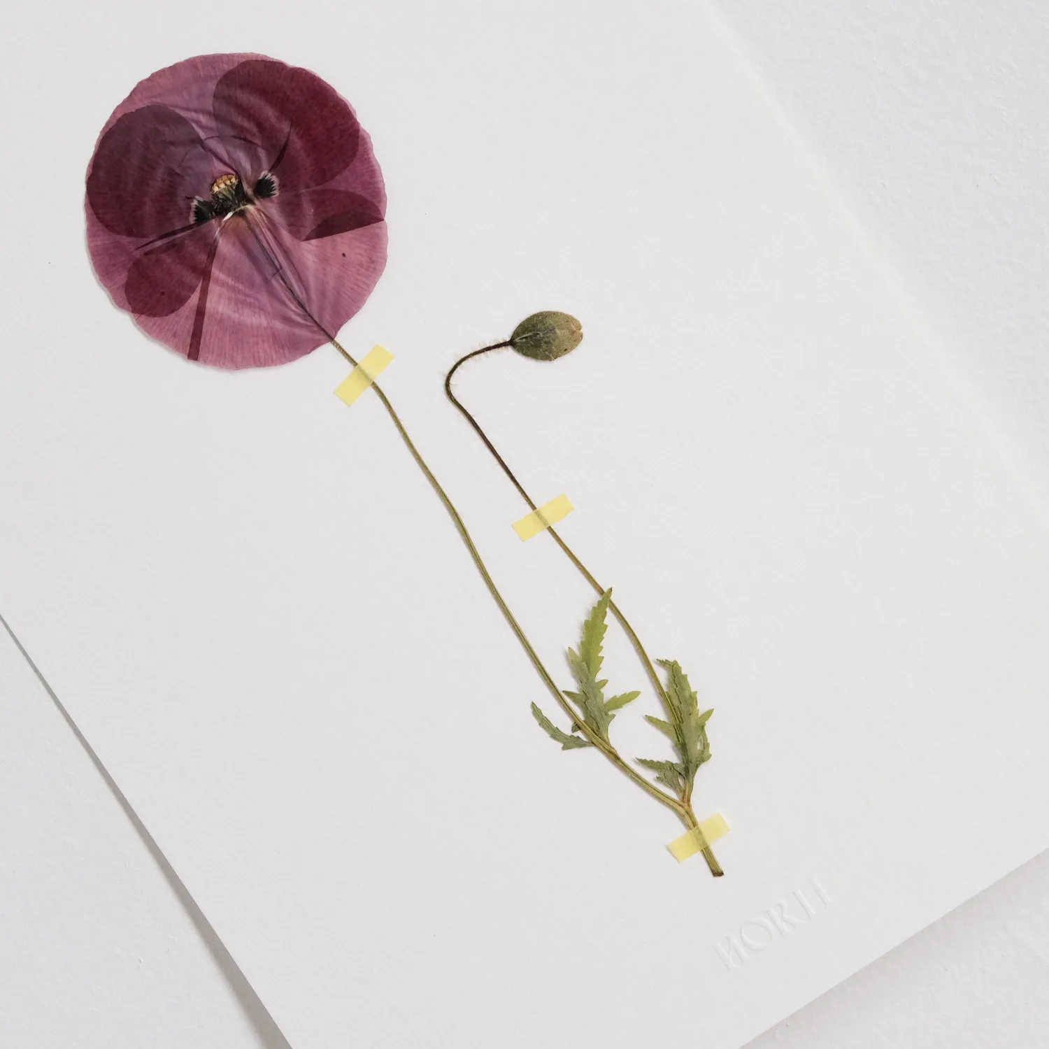 Horti Poppy herbier encadré 21x30cm coquelicot