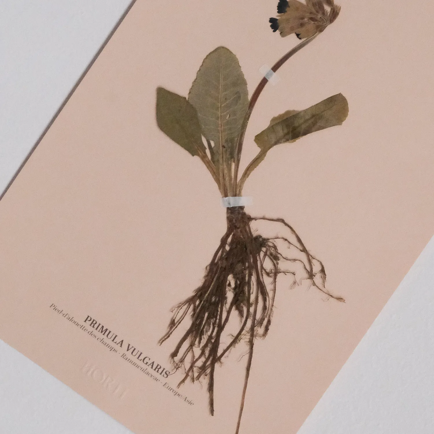 Horti Planche botanique N°07 herbier encadré 21x30 archive