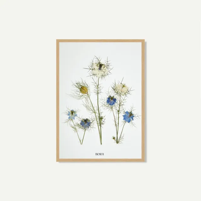 Horti Oli herbier encadré 21x30cm nigelle