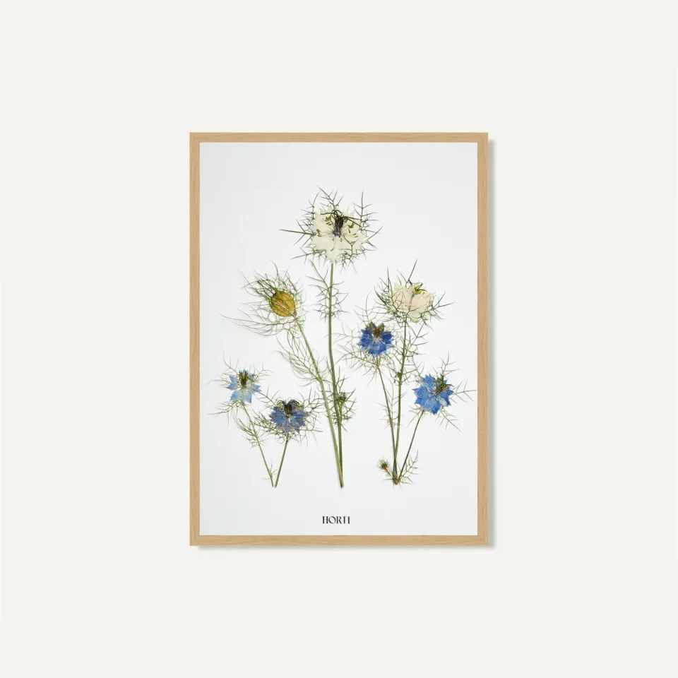 Horti Oli herbier encadré 21x30cm nigelle