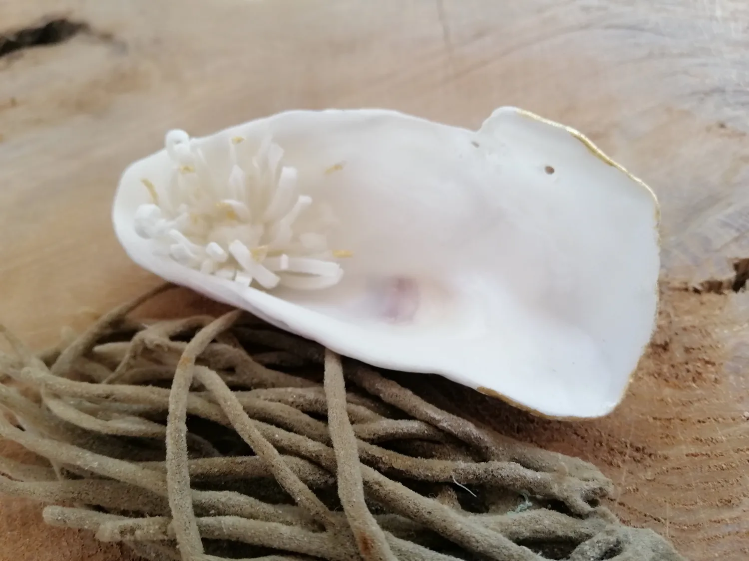 Sandrine Ramona Trésor de la Mer Pics et Pépite coupelle porcelaine 9 cm