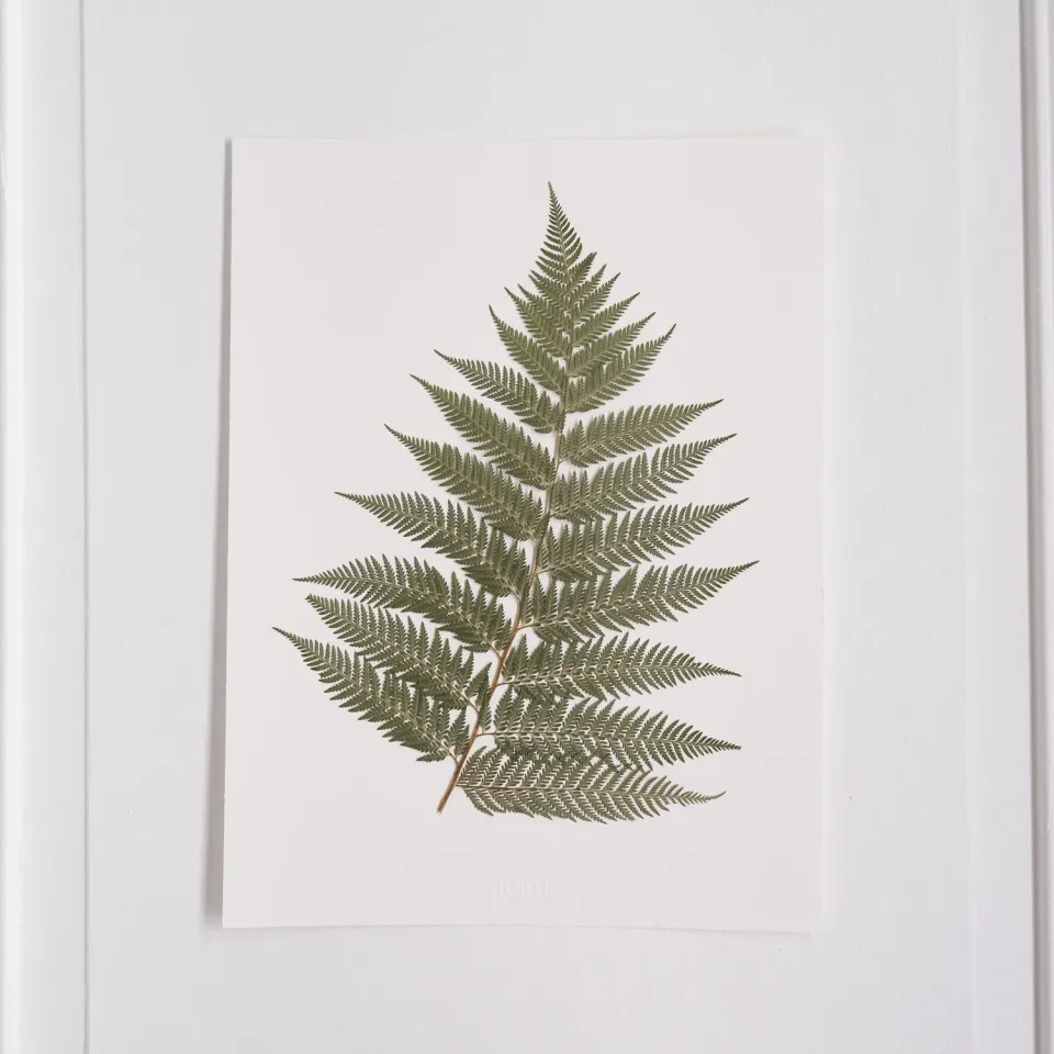 Horti LA FOUGÈRE herbier 30x40 cm fougère encadré