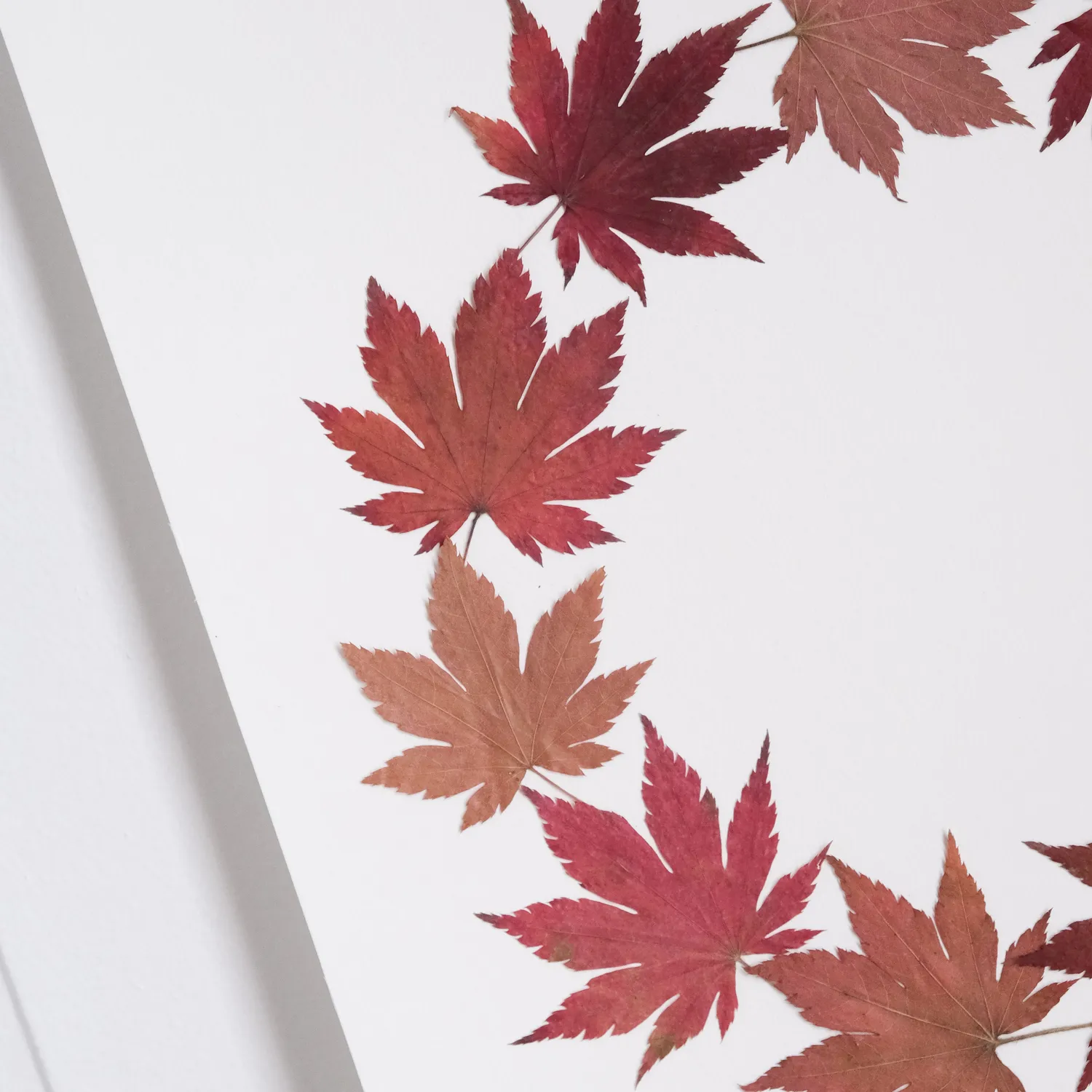 Horti Maple herbier encadré 30x40 érable