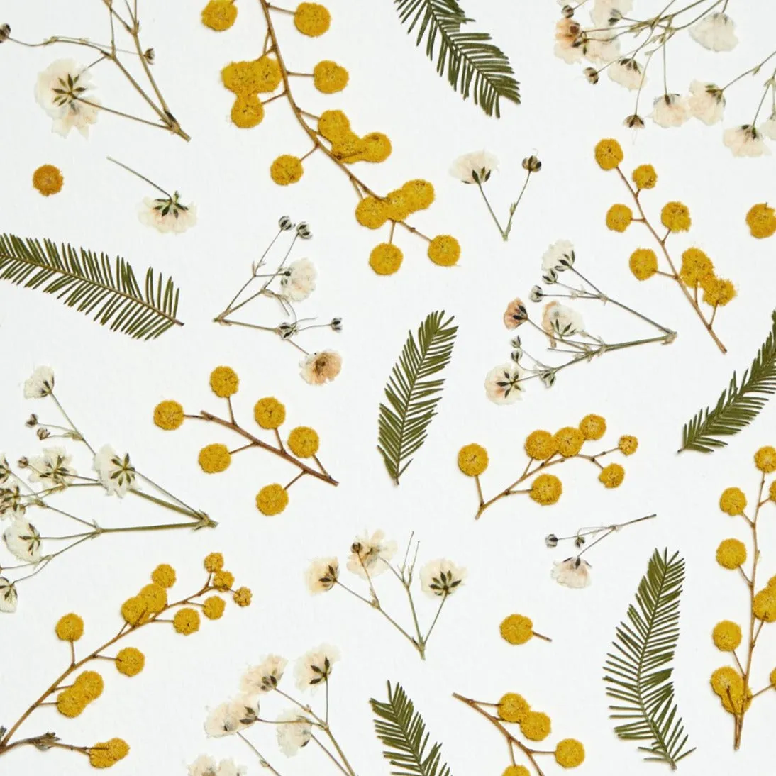 Horti LUX herbier 21x30 cm mimosa et gypsophile