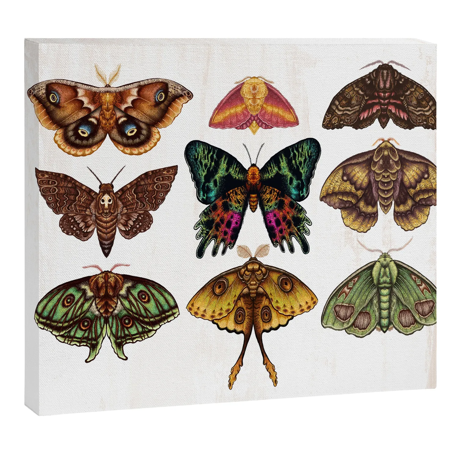 Society6 Moth Wings III toile