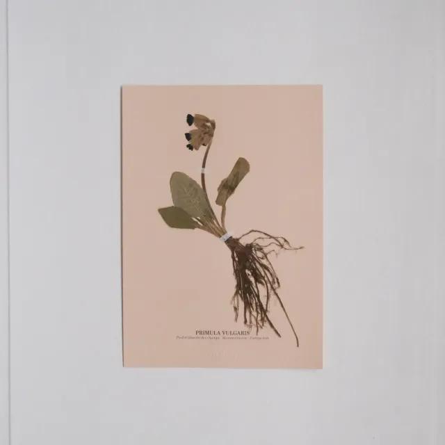Horti Planche botanique N°07 herbier encadré 21x30 archive