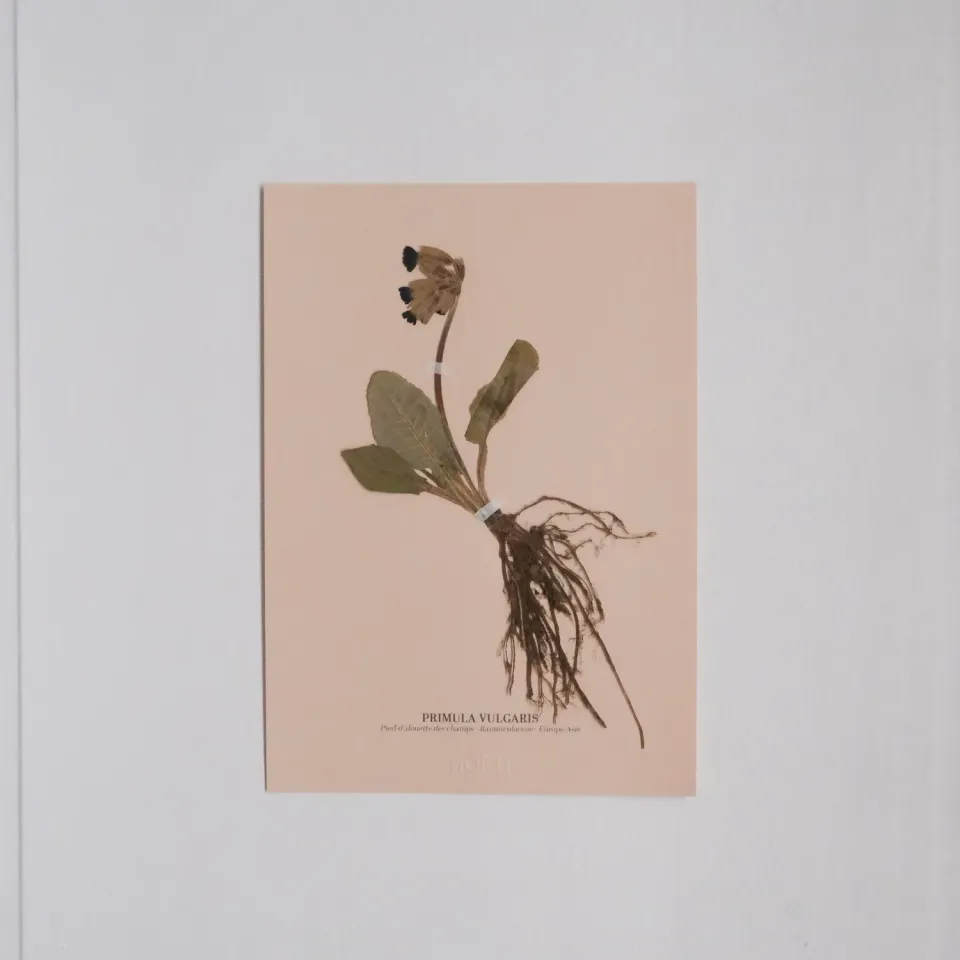 Horti Planche botanique N°07 herbier encadré 21x30 archive