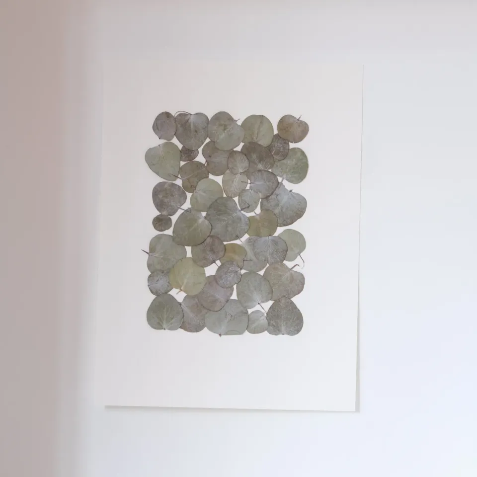 Horti Tuk herbier encadré 30x40 eucalyptus