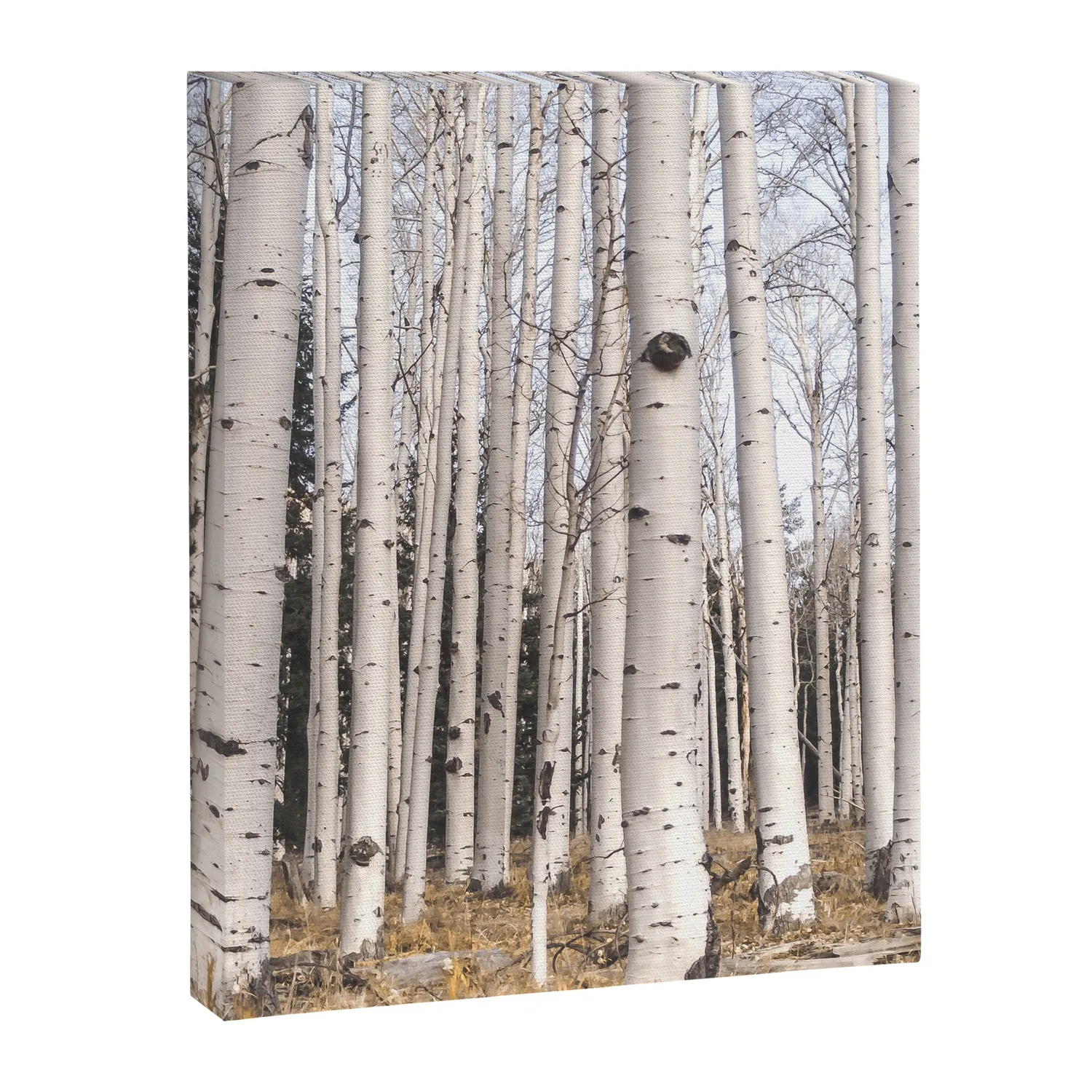 Society6 Trees of Reason Birch Forest toile forêt