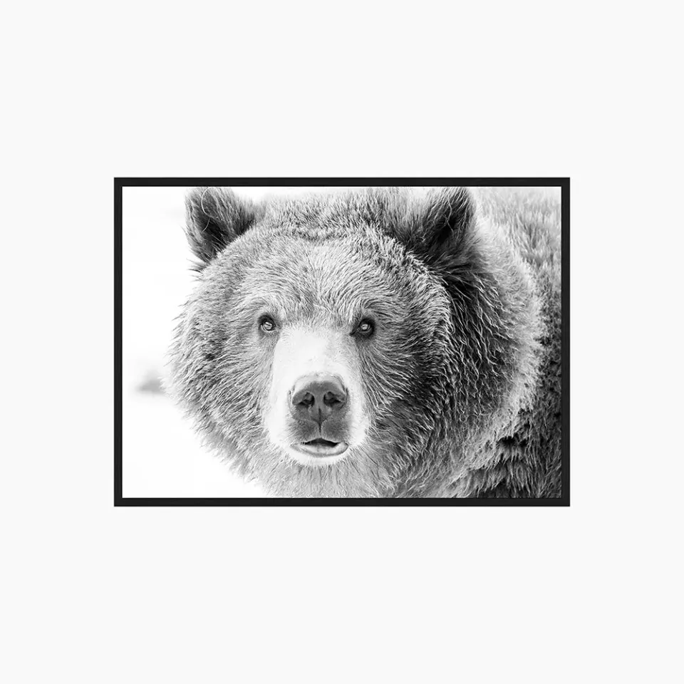 Any Image Grizzly Bear photo encadrée 100X140 noir