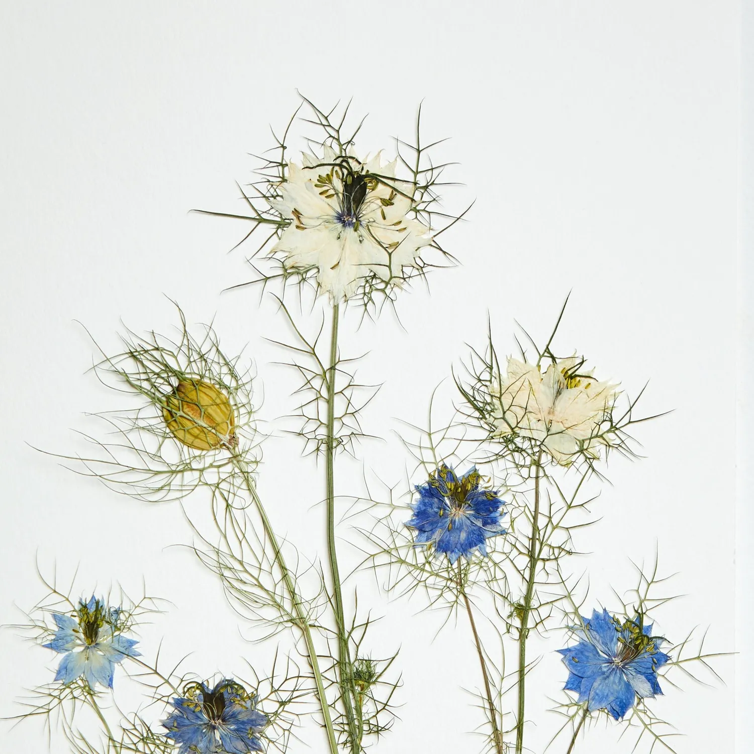 Horti Oli herbier encadré 21x30cm nigelle