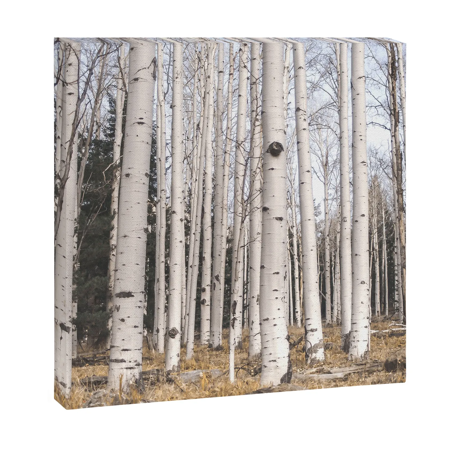 Society6 Trees of Reason Birch Forest toile forêt