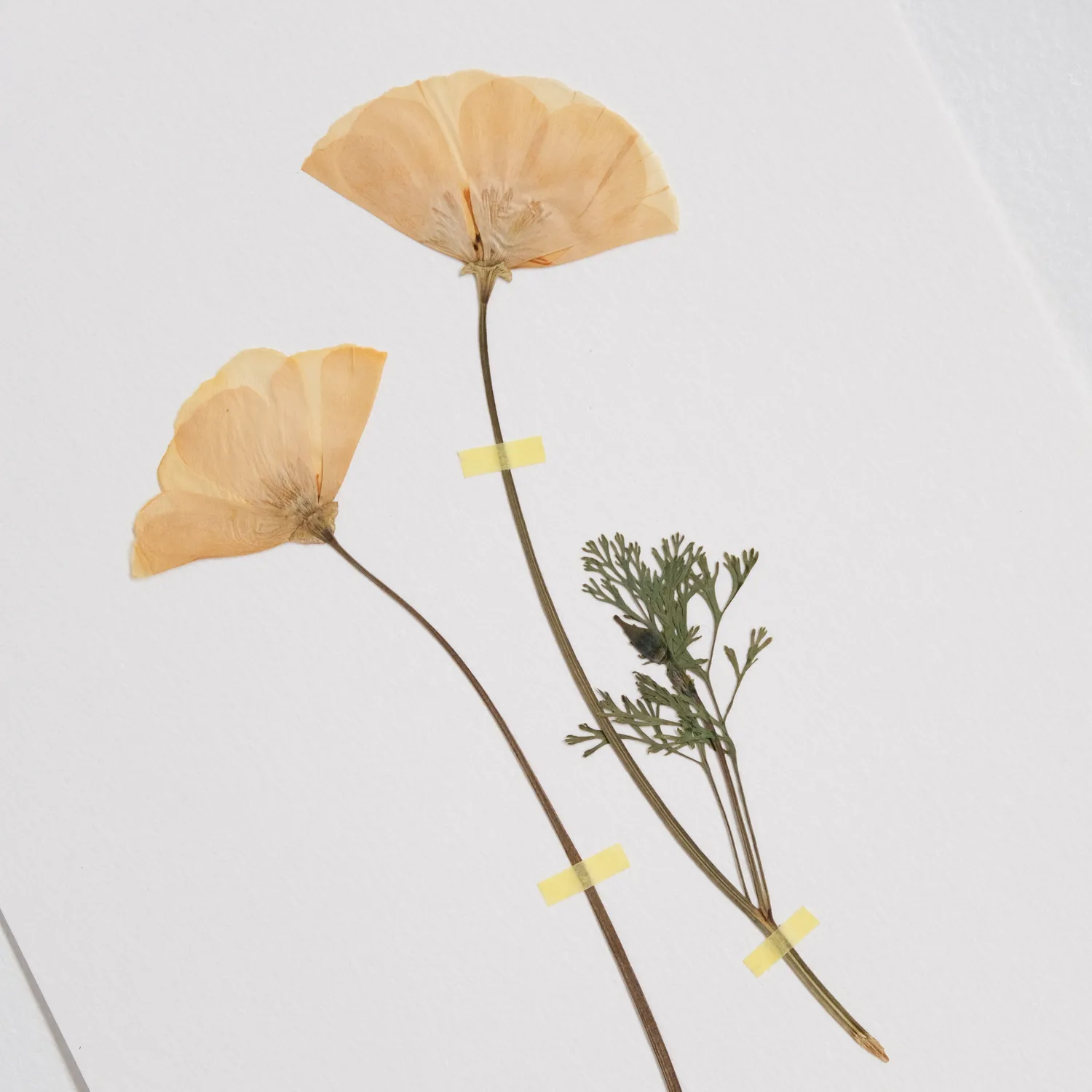Horti Cali herbier encadré 21x30 pavots