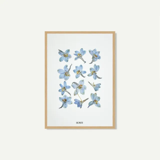 Horti Blú herbier encadré 21x30 dauphinelle