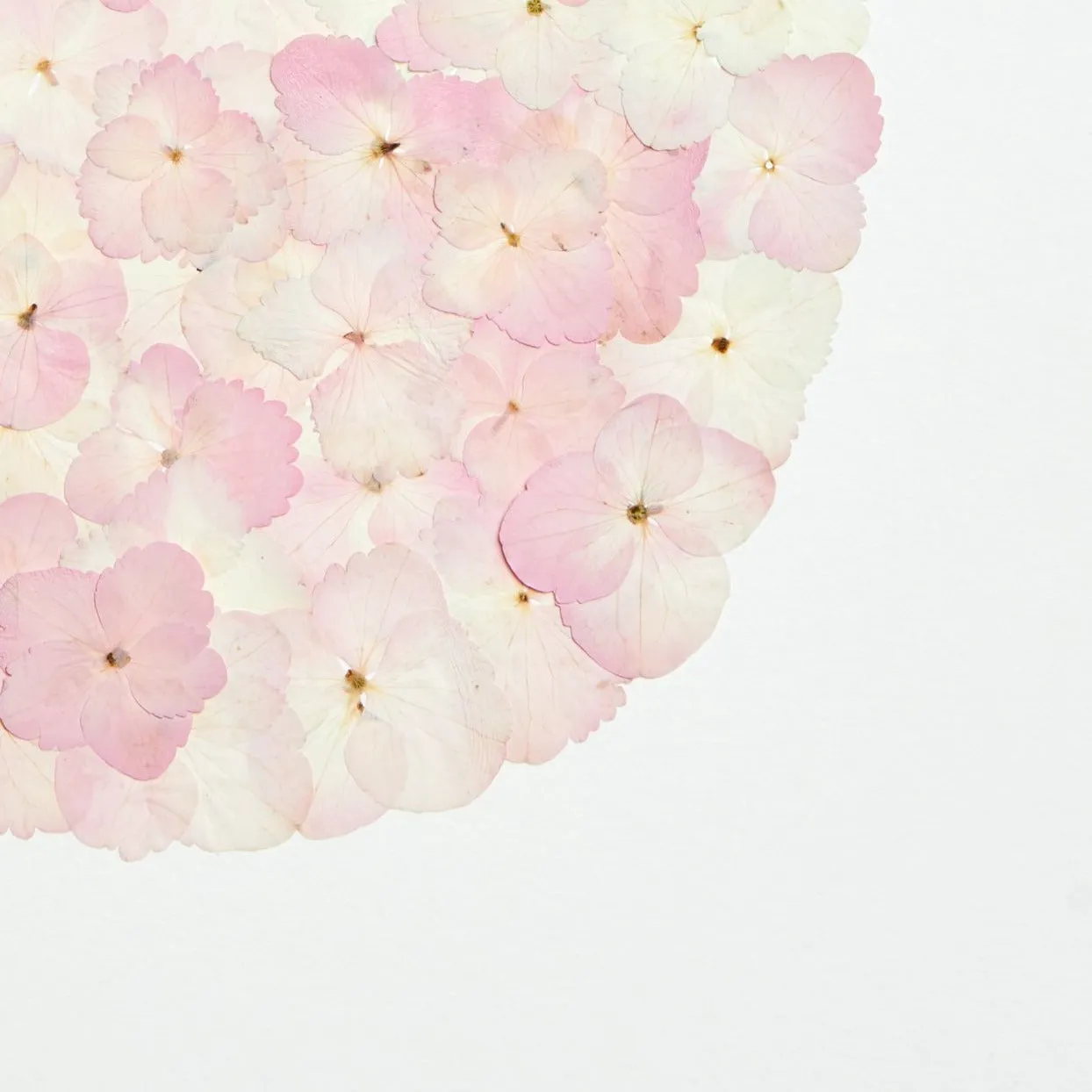Horti Bau herbier encadré 30x40 hortensia