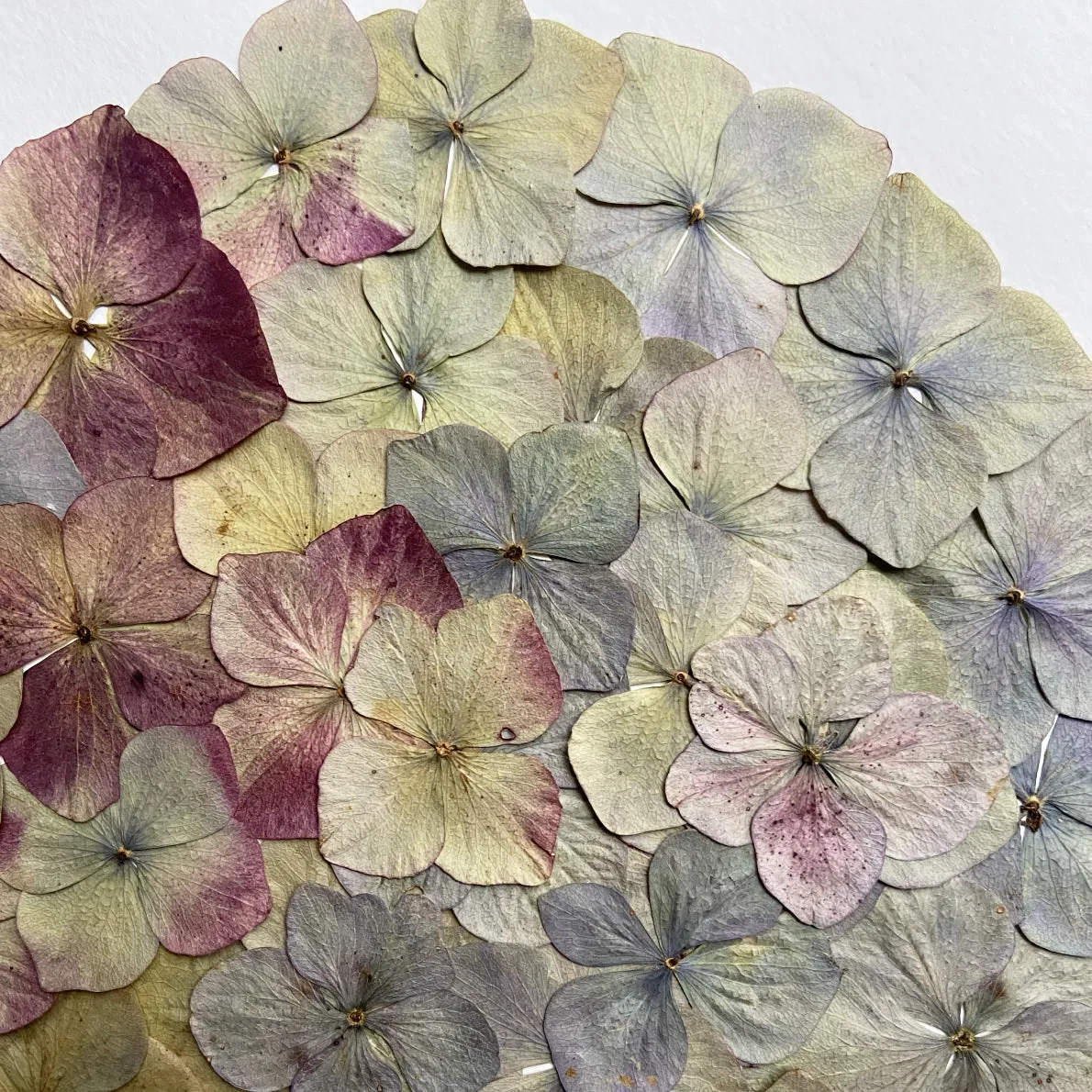 Horti GÙLO herbier 30x40 cm hortensia