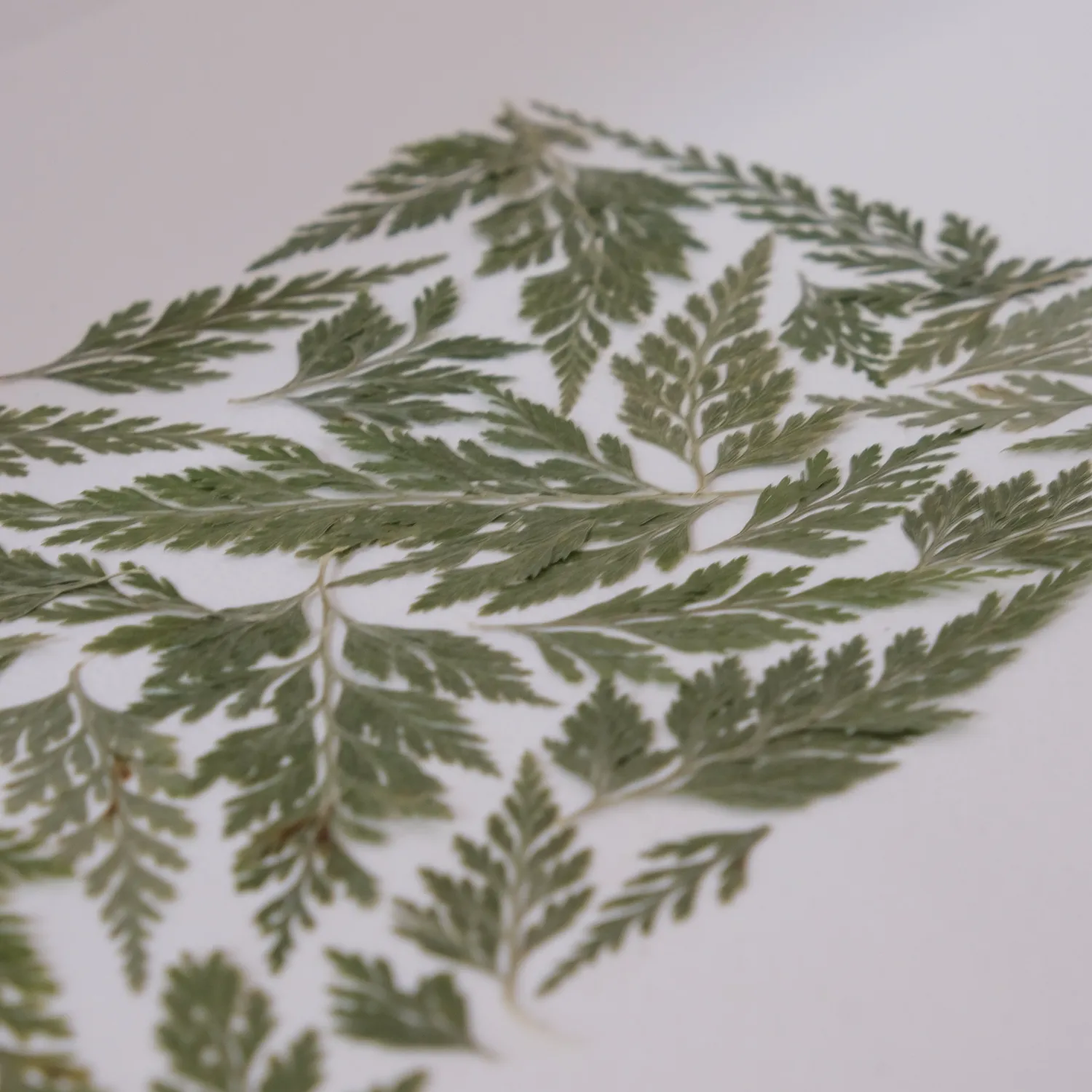 Horti Lumon herbier encadré 21x30cm fougère