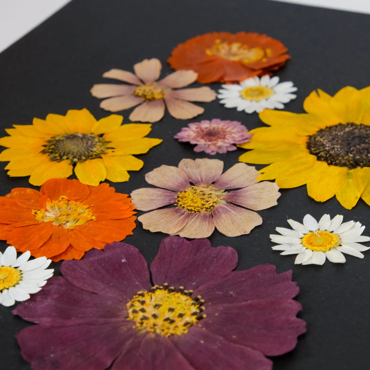Horti Mook herbier encadré 21x30cm tournesol