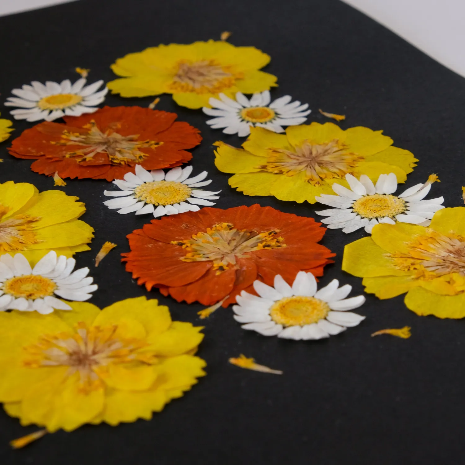 Horti Kiri herbier encadré 21x30 cosmos