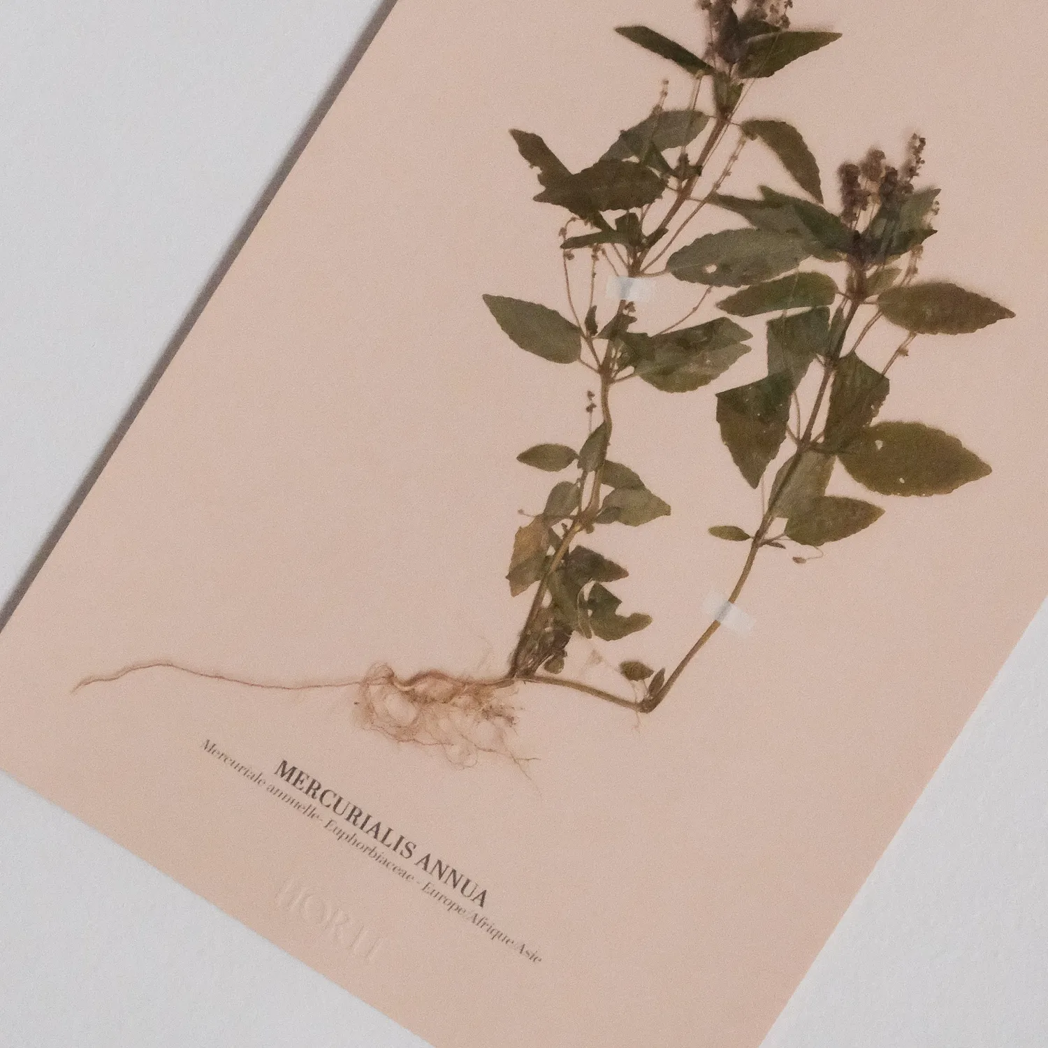 Horti Planche botanique N°06 herbier 21x30 cm archive