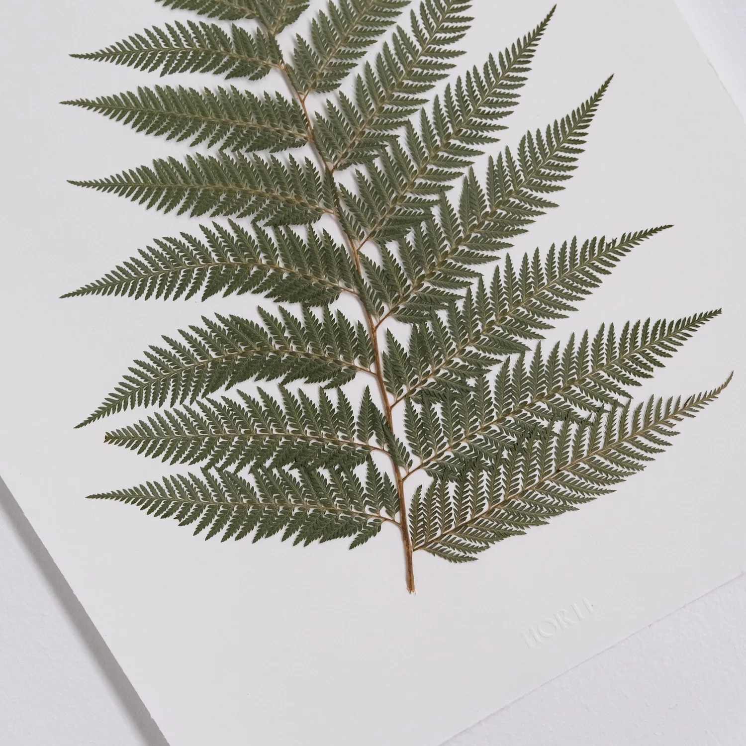 Horti LA FOUGÈRE herbier 30x40 cm fougère encadré