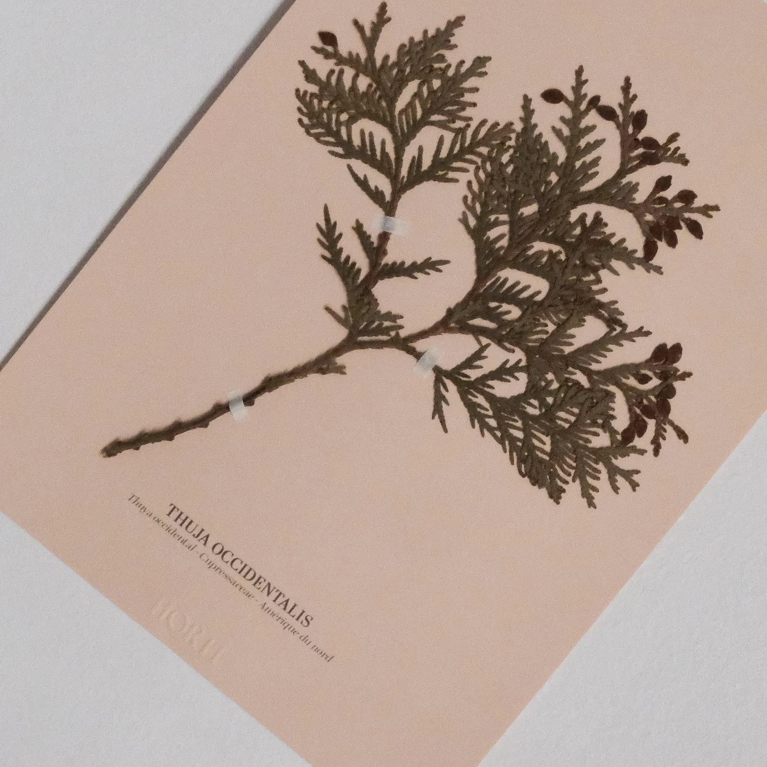 Horti Planche botanique N°11 herbier 21x30 cm archive