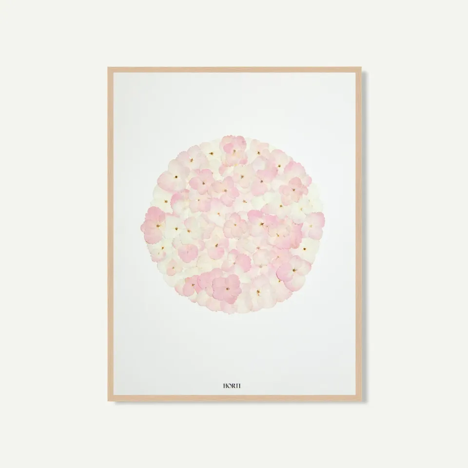 Horti Bau herbier encadré 30x40 hortensia